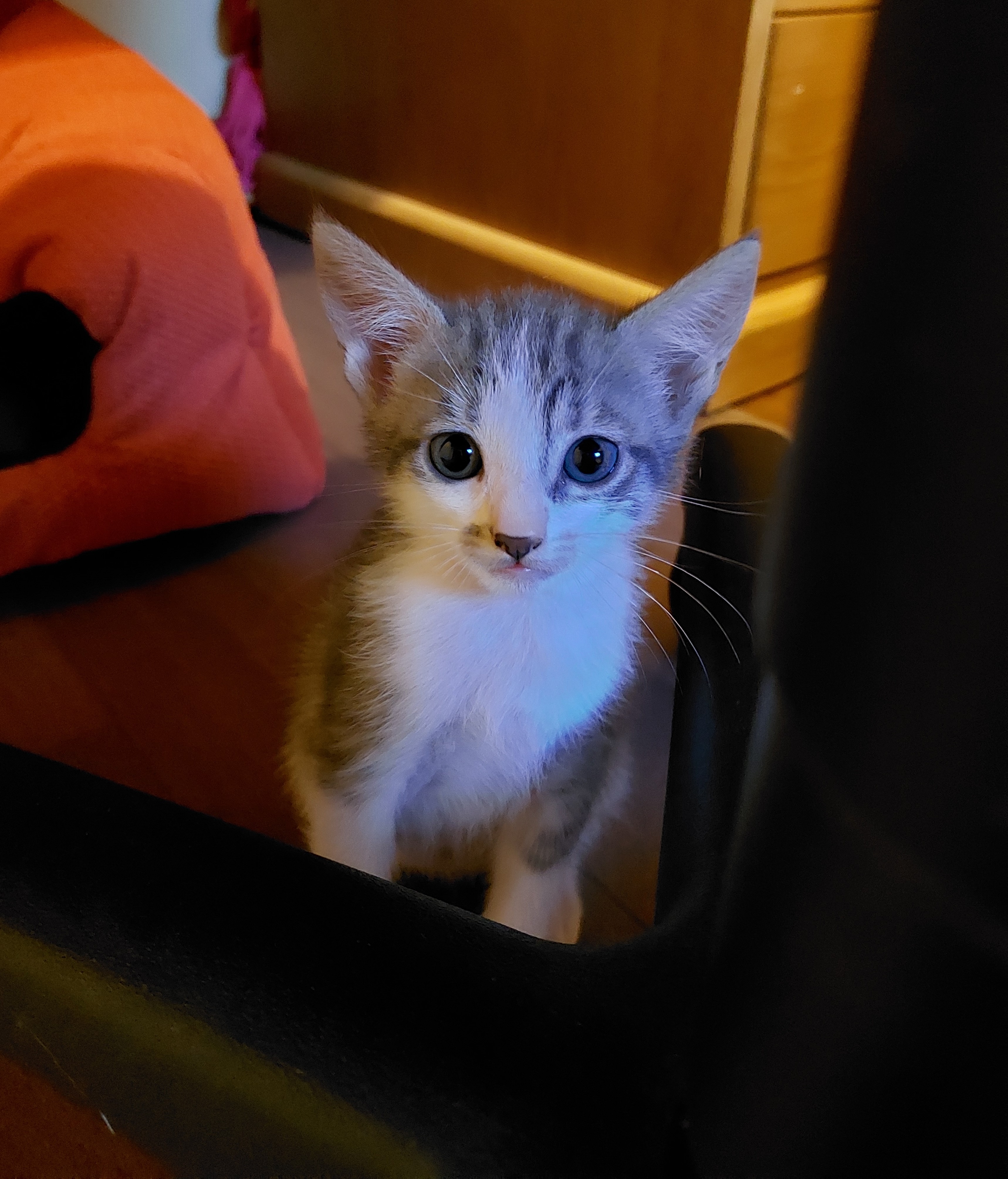 ALBA