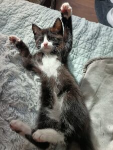 Association de protection animale Rennes (35)