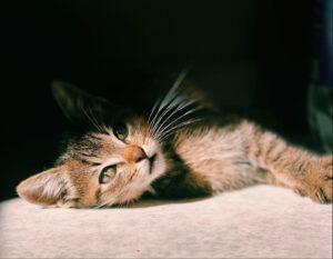 Association de protection animale Rennes (35)