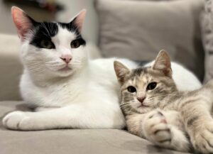 Association de protection animale Rennes (35)