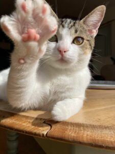 Association de protection animale Rennes (35)