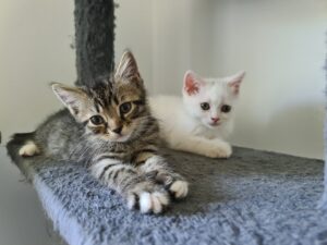 Association de protection animale Rennes (35)