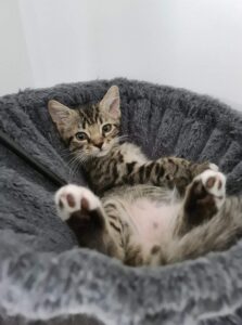 Association de protection animale Rennes (35)