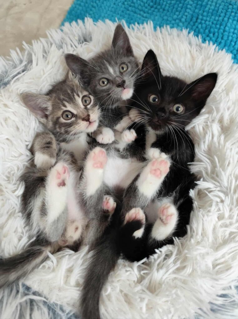 Adopter un chat à Rennes (35)