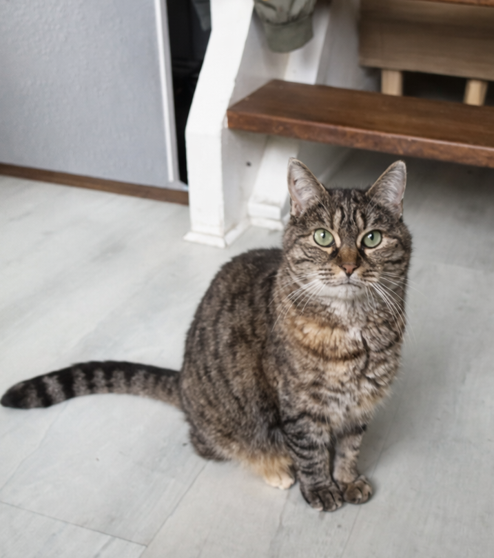 Chat en cours de sociabilisation