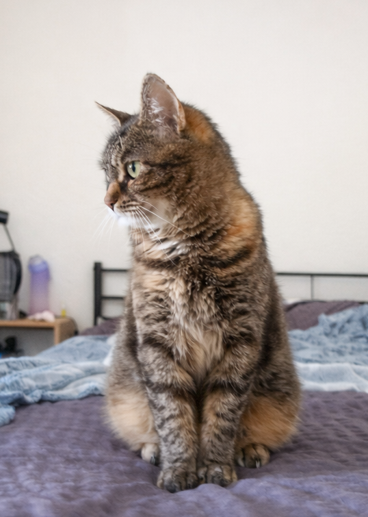 Chat en cours de sociabilisation