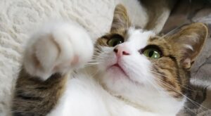 Association de protection animale Rennes (35)